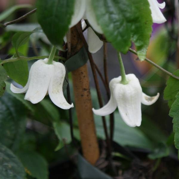 Promesse de Fleurs - Clématite - Clematis Winter Beauty Pot de 2L/3L