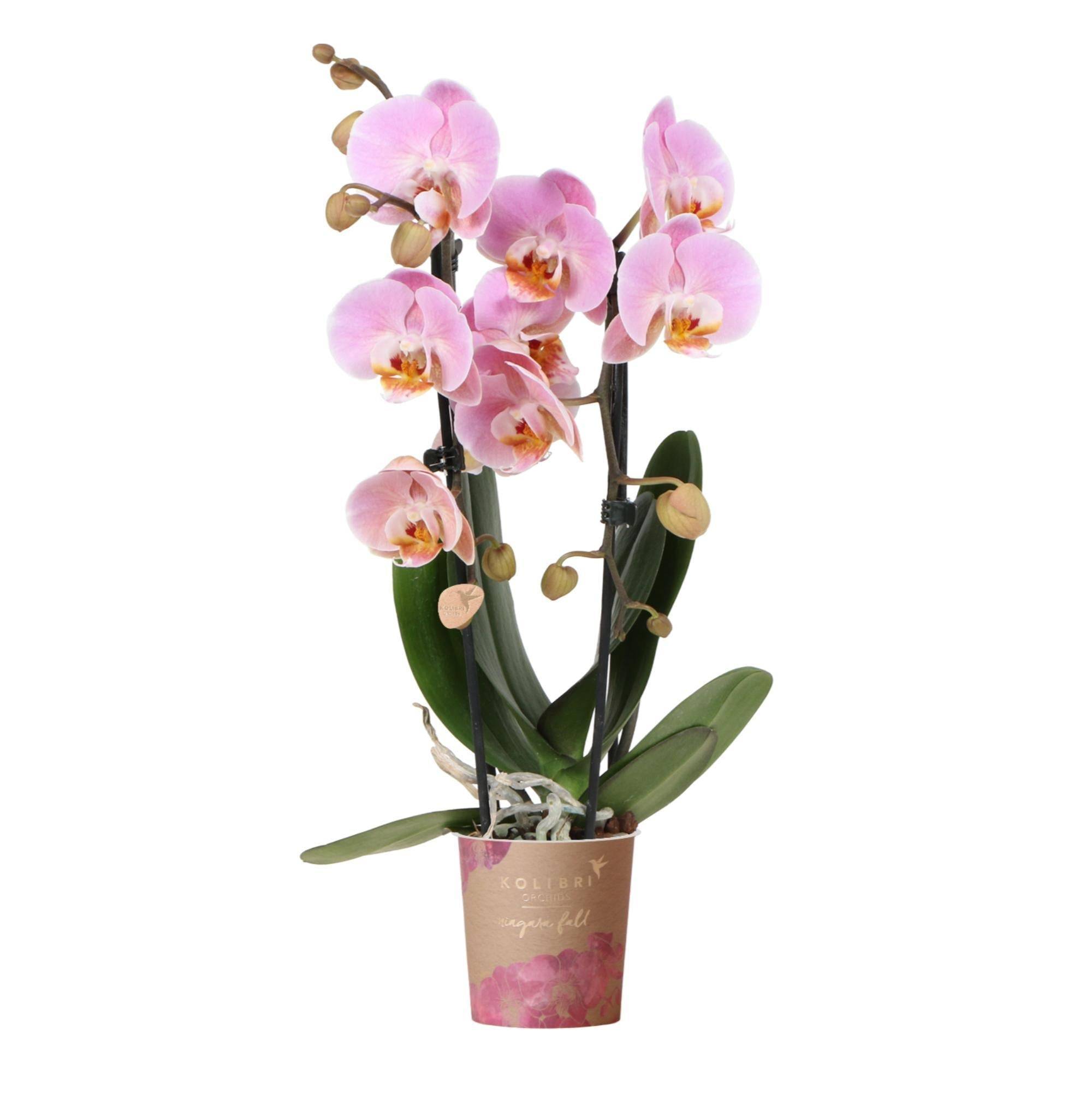 La Green Touch - Orchidée rose - Ø9cm - plante d'intérieur 45cm - Plante d'intérieur- La Green Touch - Imagen 1