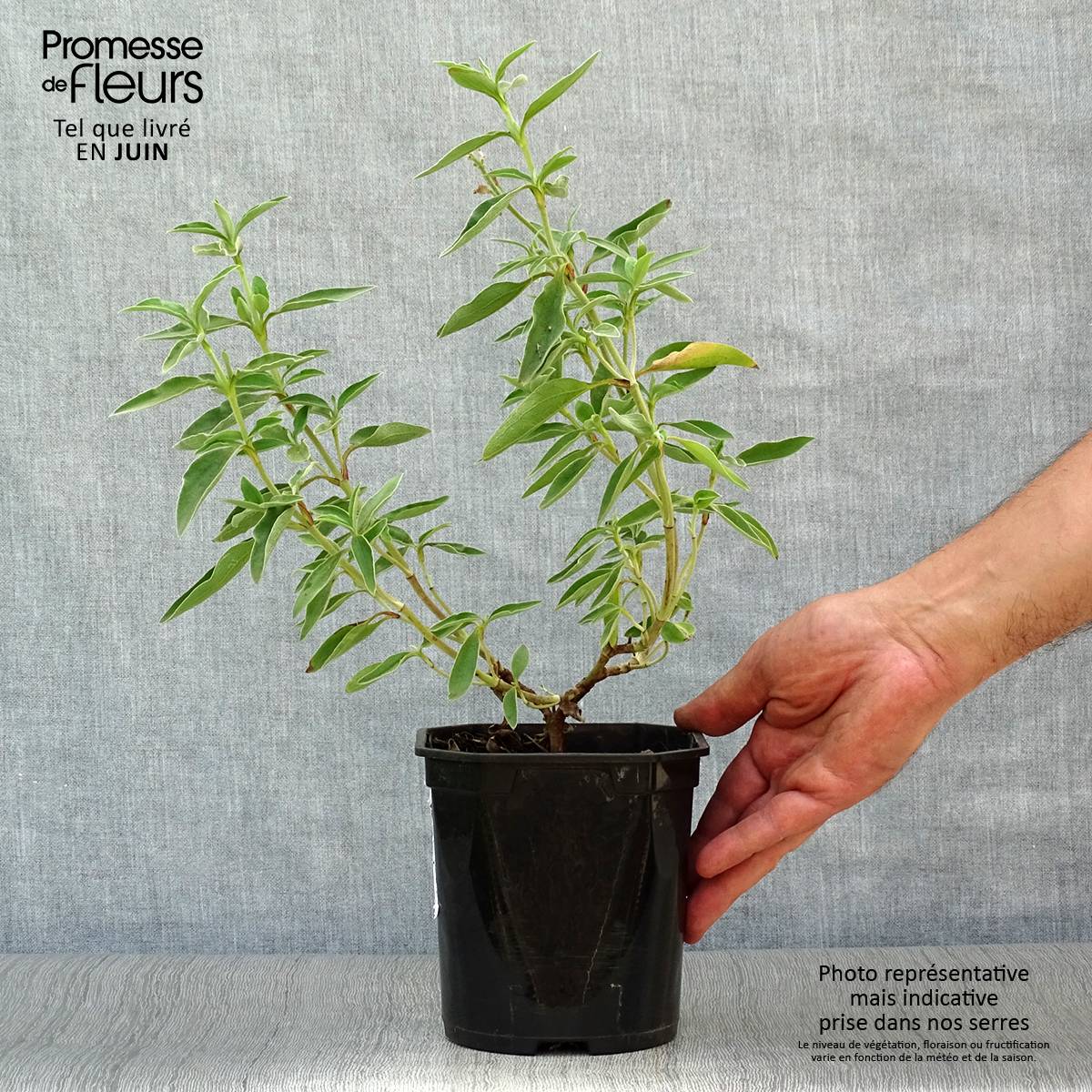 Promesse de Fleurs - Ciste Silver Pink - Cistus argenteus Pot de 2L/3L - Image 2