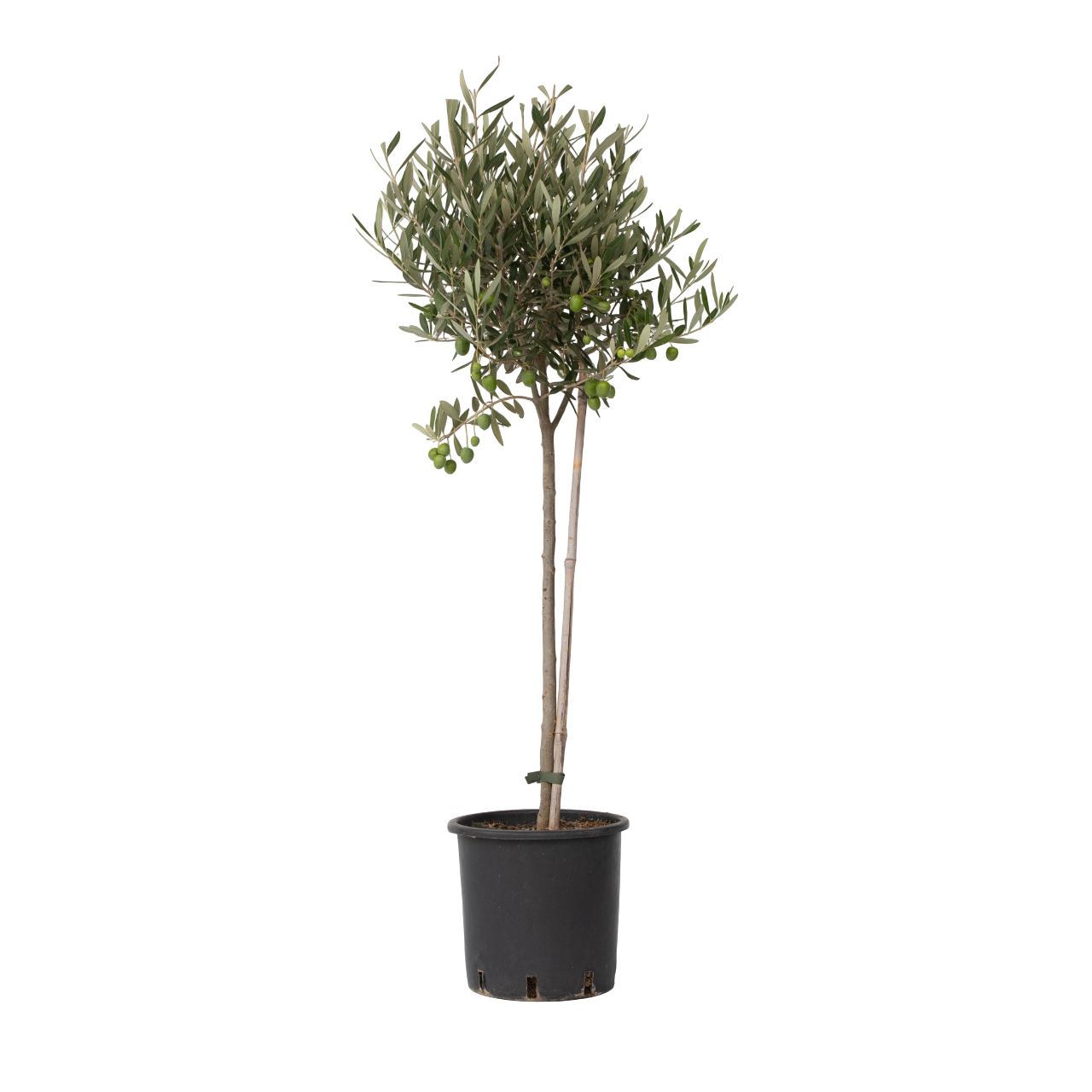 Olivier - Olea europaea - Hauteur 80-90cm - ⌀19cm - Image 1