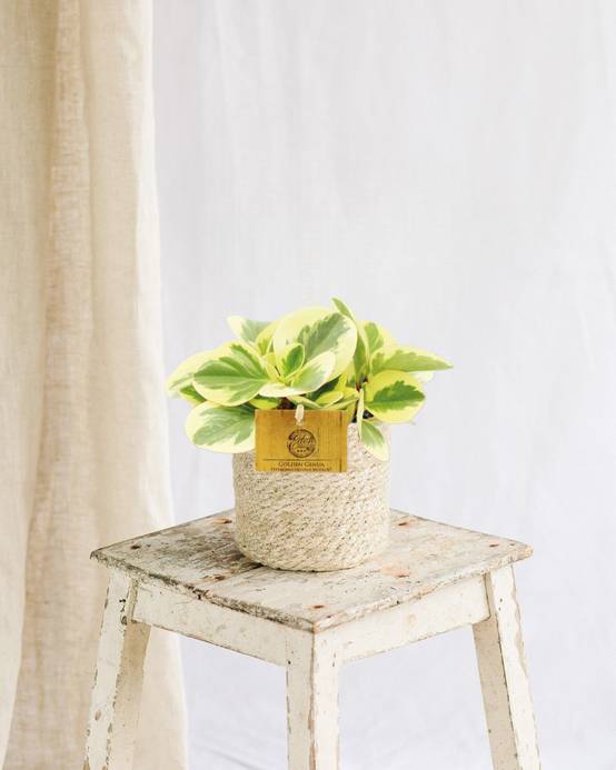 Peperomia Obtipan Bicolor 20cm - Plante d'intérieur- La Green Touch - Image 2