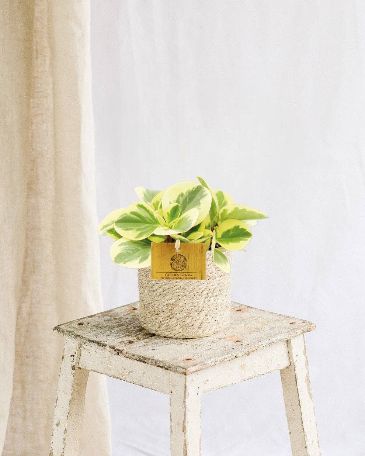 Peperomia Obtipan Bicolor 20cm - Plante d'intérieur- La Green Touch - Image 2