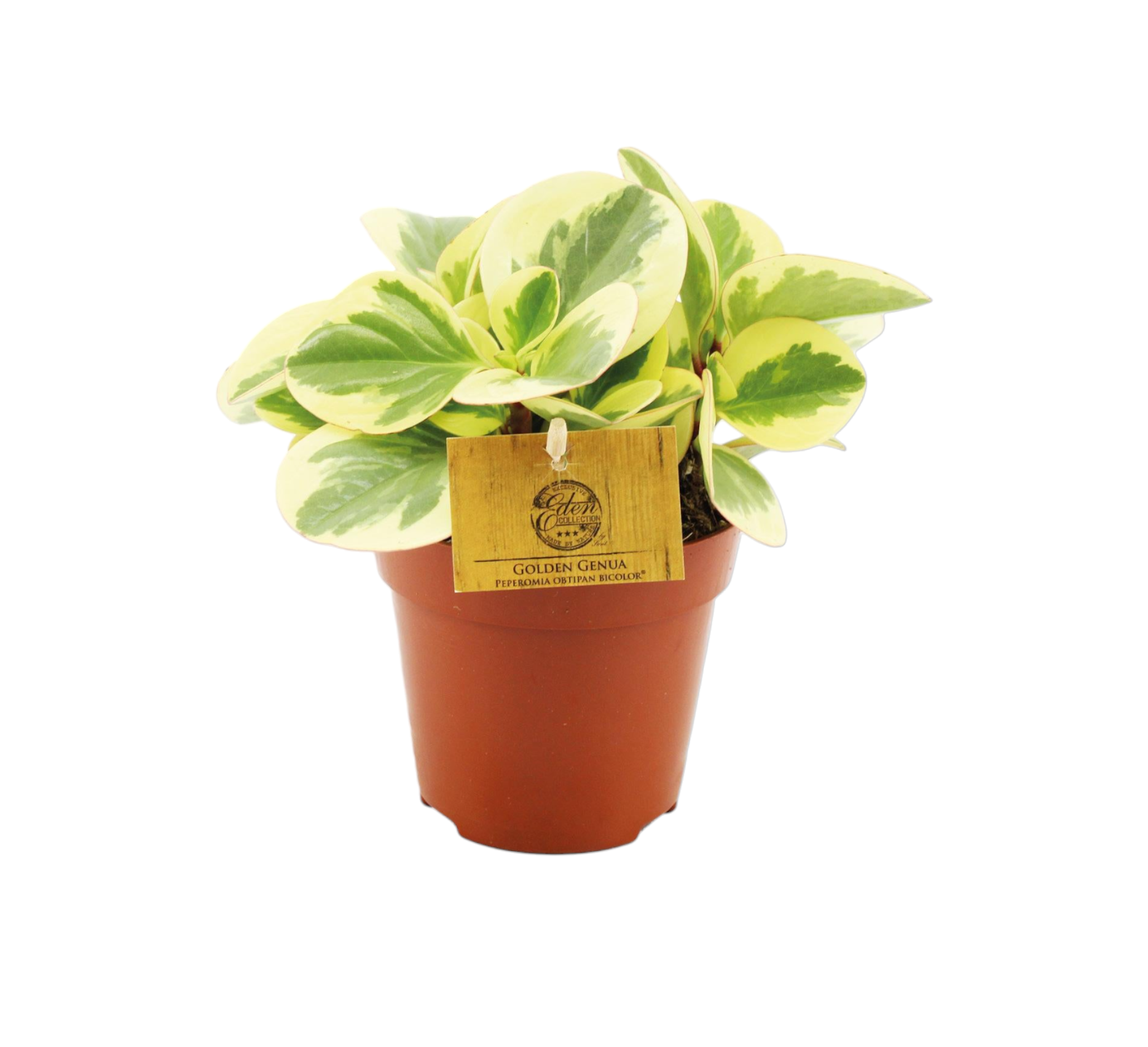 Peperomia Obtipan Bicolor 20cm - Plante d'intérieur- La Green Touch