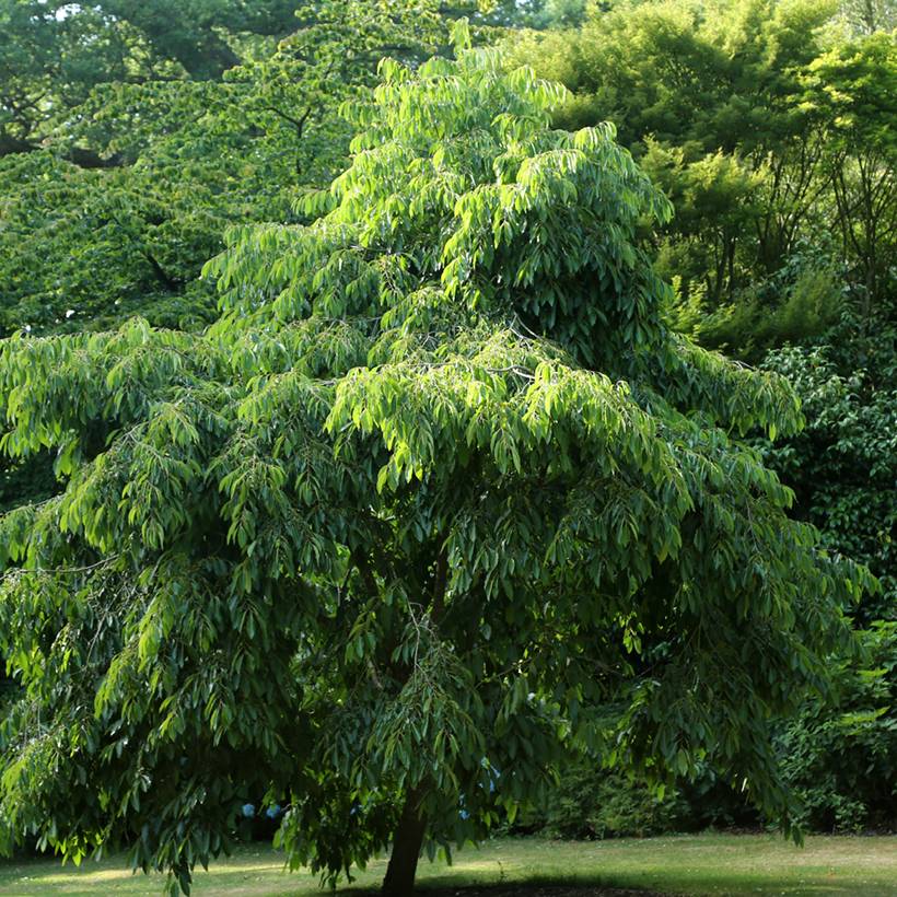 Plaqueminier, Kaki de Virginie - Diospyros virginiana Pot de 4L/5L