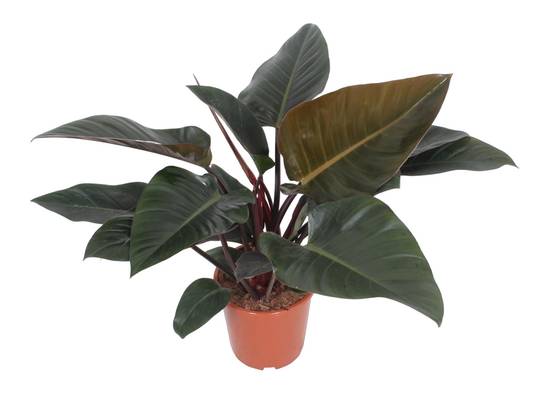 La Green Touch - Philodendron Congo Rouge - D27 H80cm