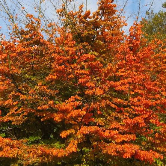 Parrotie de Perse Bella, Parrotia - Pot de 3L - 60/80 cm - Image 3