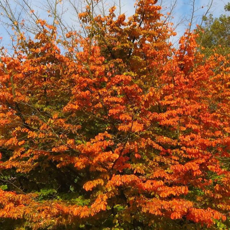 Parrotie de Perse Bella, Parrotia - Pot de 3L - 60/80 cm - Image 1