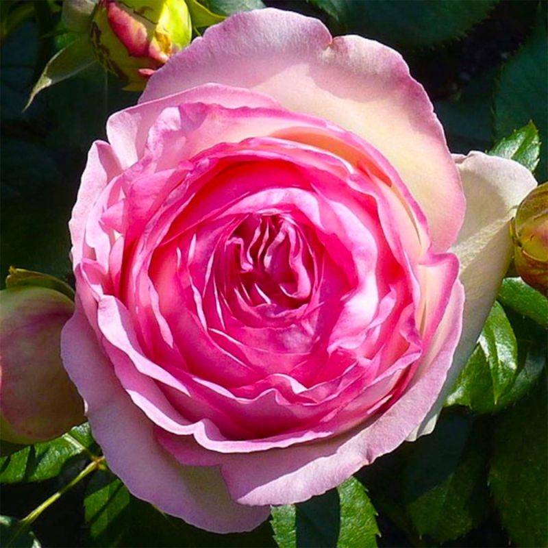 Rosier 'Pierre de Ronsard®' - Racines nues - Tige de 45cm - Pépinières Naudet