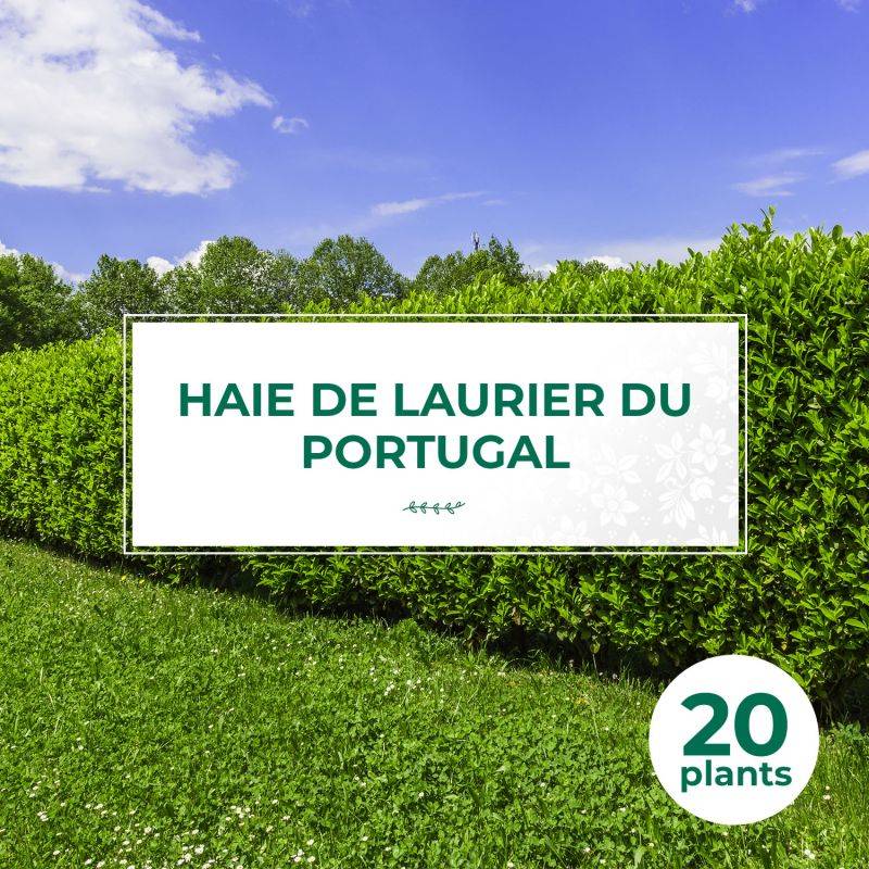 20 Lauriers Du Portugal (Prunus Lusitanica) - Haie de Laurier Cerise du Portugal -  - Pépinières Naudet - Imagen 1
