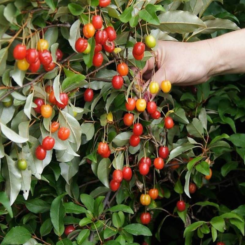 Elaeagnus Pointilla® 'Sweet'n Sour', Chalef d'automne à baies de goumi à fleurs Blanche - feuillage Persistant - Pot de 4L - 40/60 cm-  hauteur à matu - Imagen 1