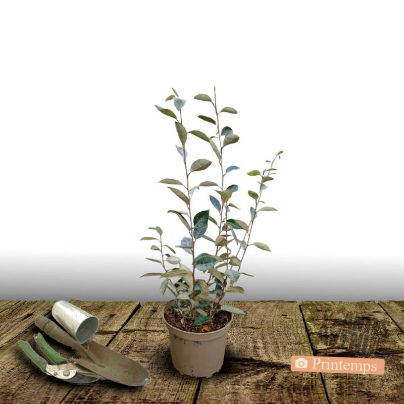 Elaeagnus Pointilla® 'Sweet'n Sour', Chalef d'automne à baies de goumi à fleurs Blanche - feuillage Persistant - Pot de 4L - 40/60 cm-  hauteur à matu - Imagen 5