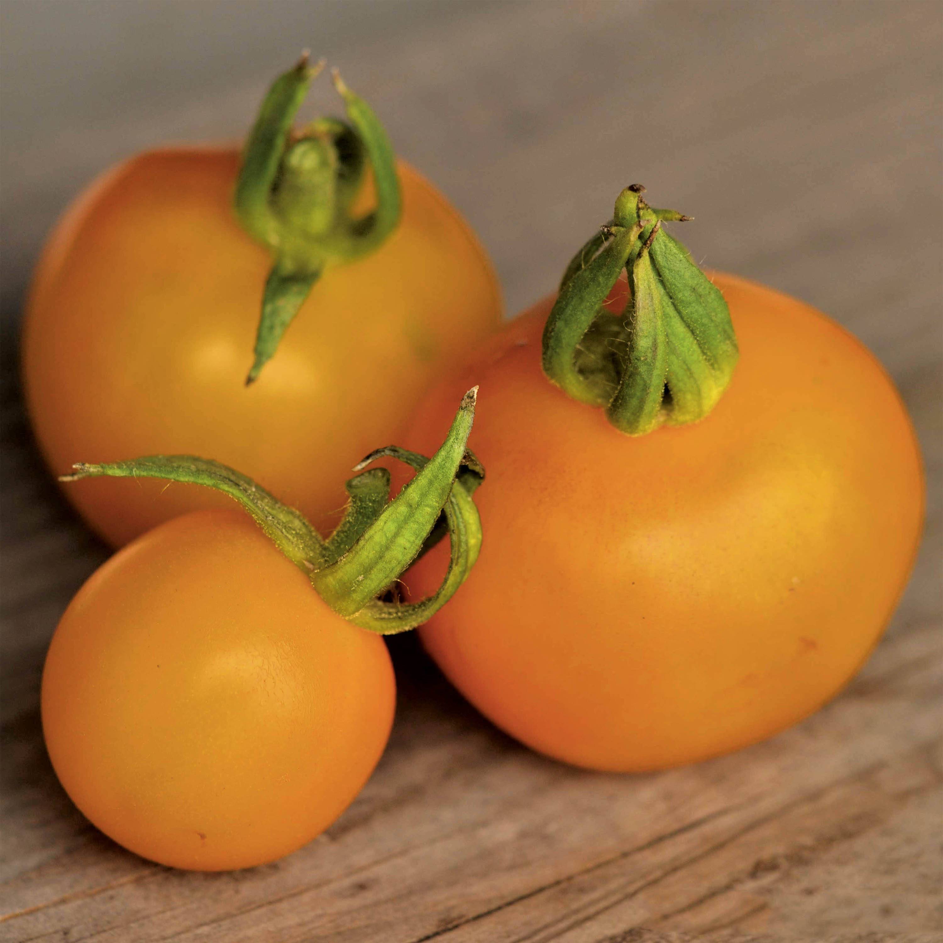 Tomate Goldene Königin Bio - Ferme de Sainte Marthe - Tomate Reine d'or le sachet de 50 graines environ
