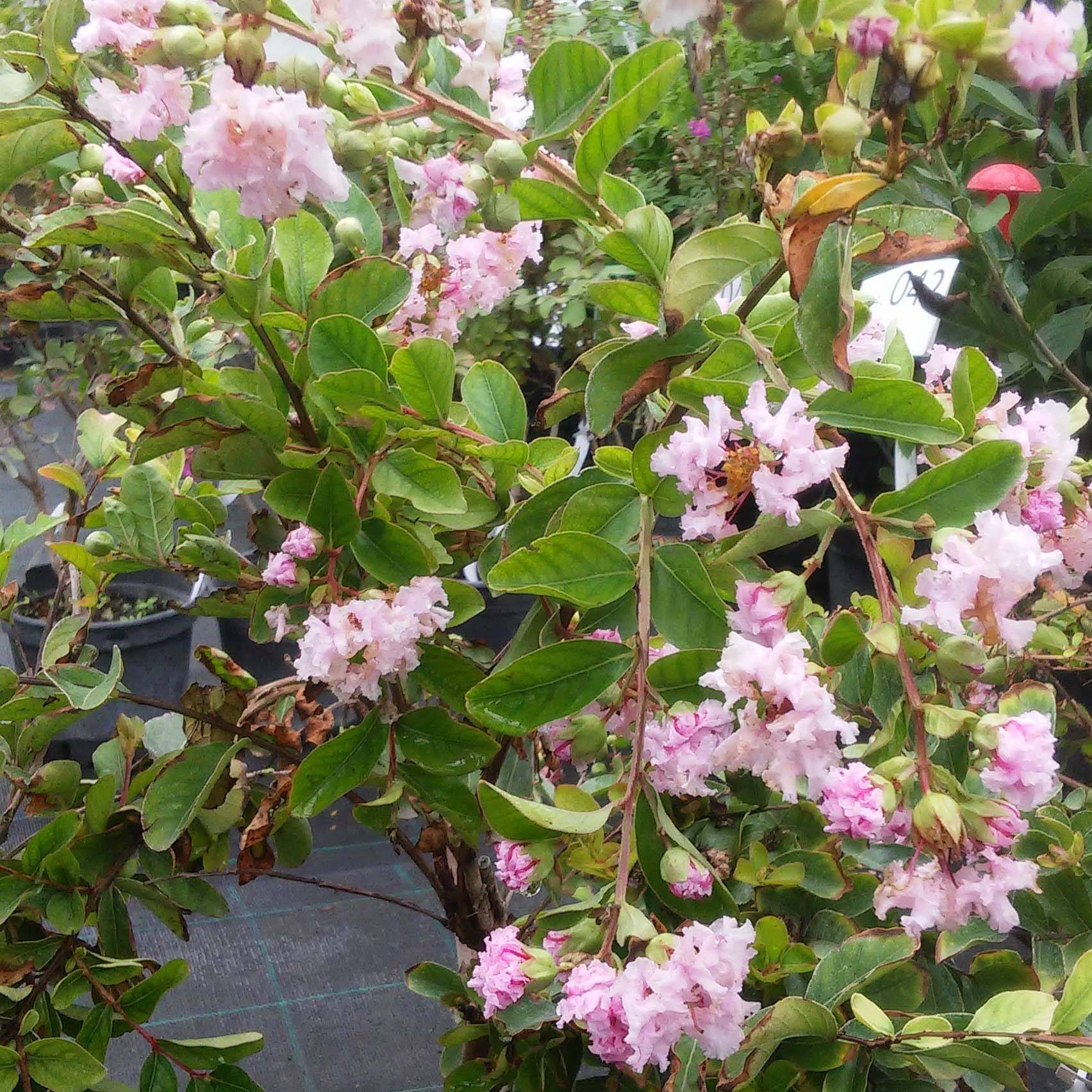 Lagerstroemia indica Summer Charm Hopi - Lilas des Indes Pot de 7,5L/10L