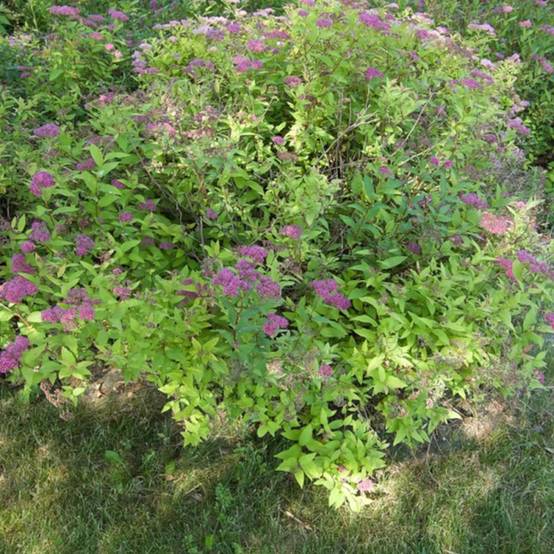 Spirée du Japon Goldflame, Spiraea à fleurs Rose/ - feuillage Caduc - Pot de 3L - 20/40 cm - Image 8