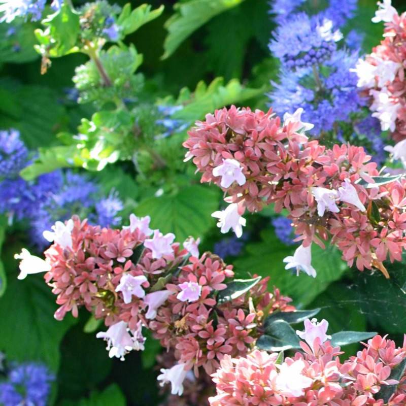 Abelia Raspberry Profusion, Abélia à grandes fleurs à fleurs Rose - feuillage Persistant - Pot de 1,5L - 10/20 cm-  hauteur à maturité De 1,50 m à 2,0 - Image 2