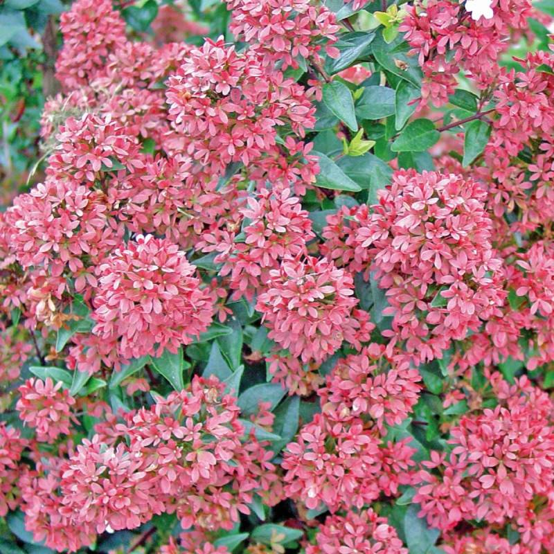 Abelia Raspberry Profusion, Abélia à grandes fleurs à fleurs Rose - feuillage Persistant - Pot de 1,5L - 10/20 cm-  hauteur à maturité De 1,50 m à 2,0 - Image 5