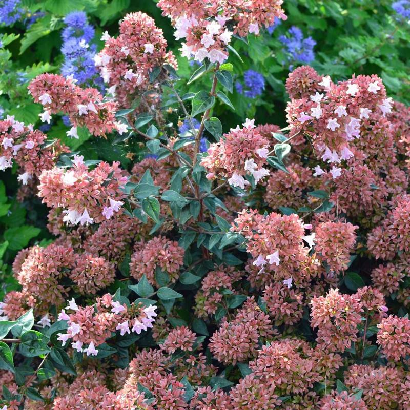 Abelia Raspberry Profusion, Abélia à grandes fleurs à fleurs Rose - feuillage Persistant - Pot de 1,5L - 10/20 cm-  hauteur à maturité De 1,50 m à 2,0 - Image 4