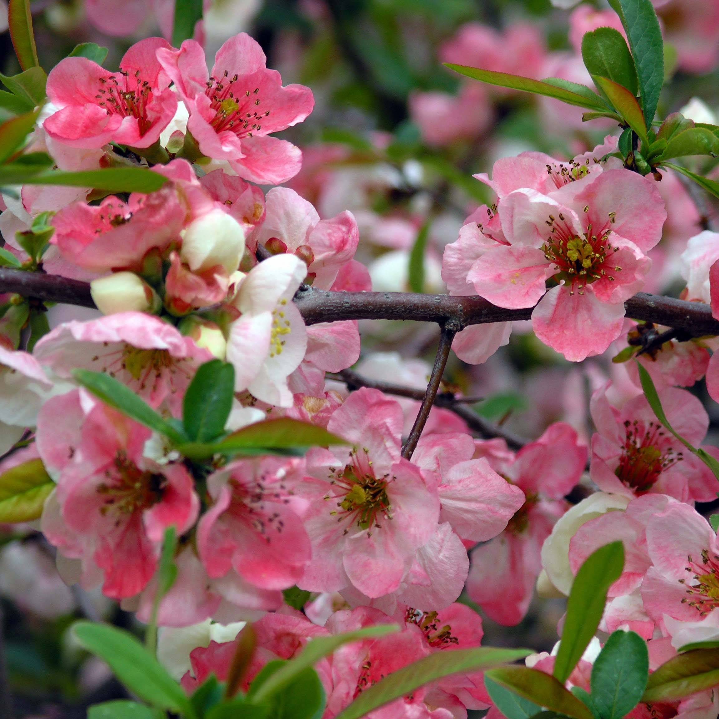 Promesse de Fleurs - Cognassier du Japon Toyo-Nishiki - Chaenomeles speciosa Pot de 2L/3L