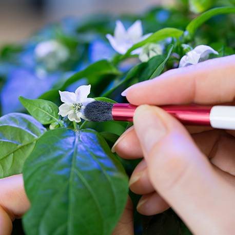 Veritable - Pinceau de pollinisation - Véritable - Imagen 2