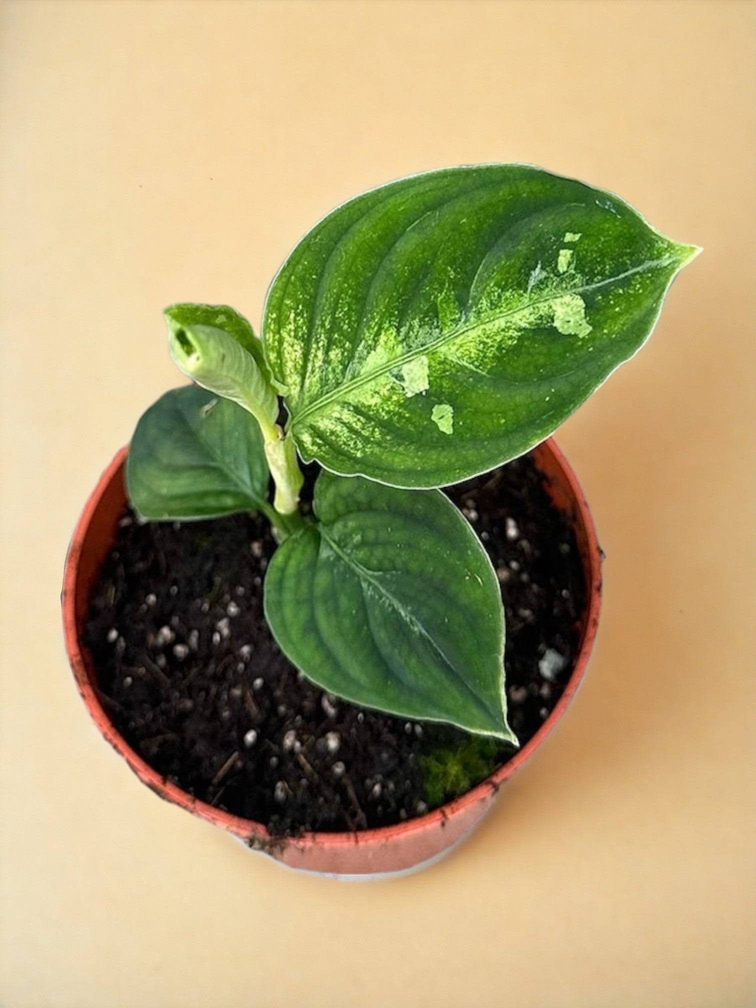 Aglaonema Pictum Bicolor- La Green Touch