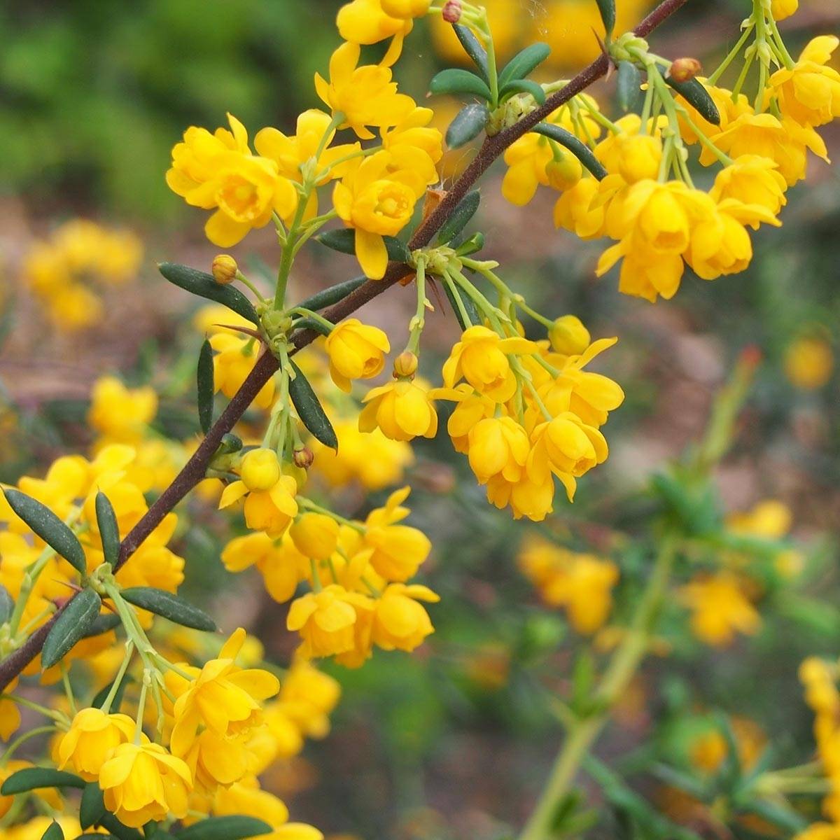Berberis x stenophylla - Épine-vinette à feuilles étroites Pot de 2L/3L - Image 1