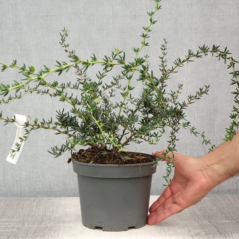 Berberis x stenophylla - Épine-vinette à feuilles étroites Pot de 2L/3L - Image 2