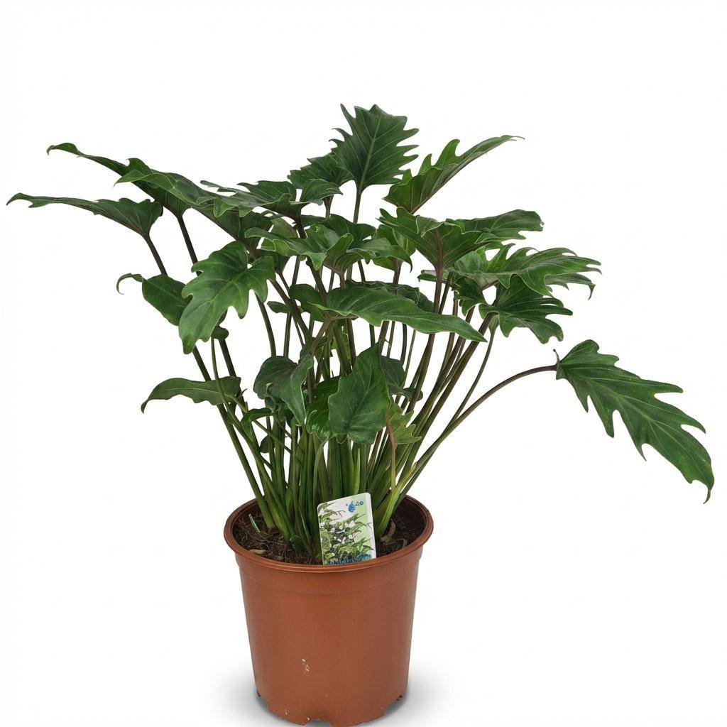Philodendron Xanadu - Pot de 19cm - Hauteur 60cm - Sans cache-pot - Plantes d'intérieur