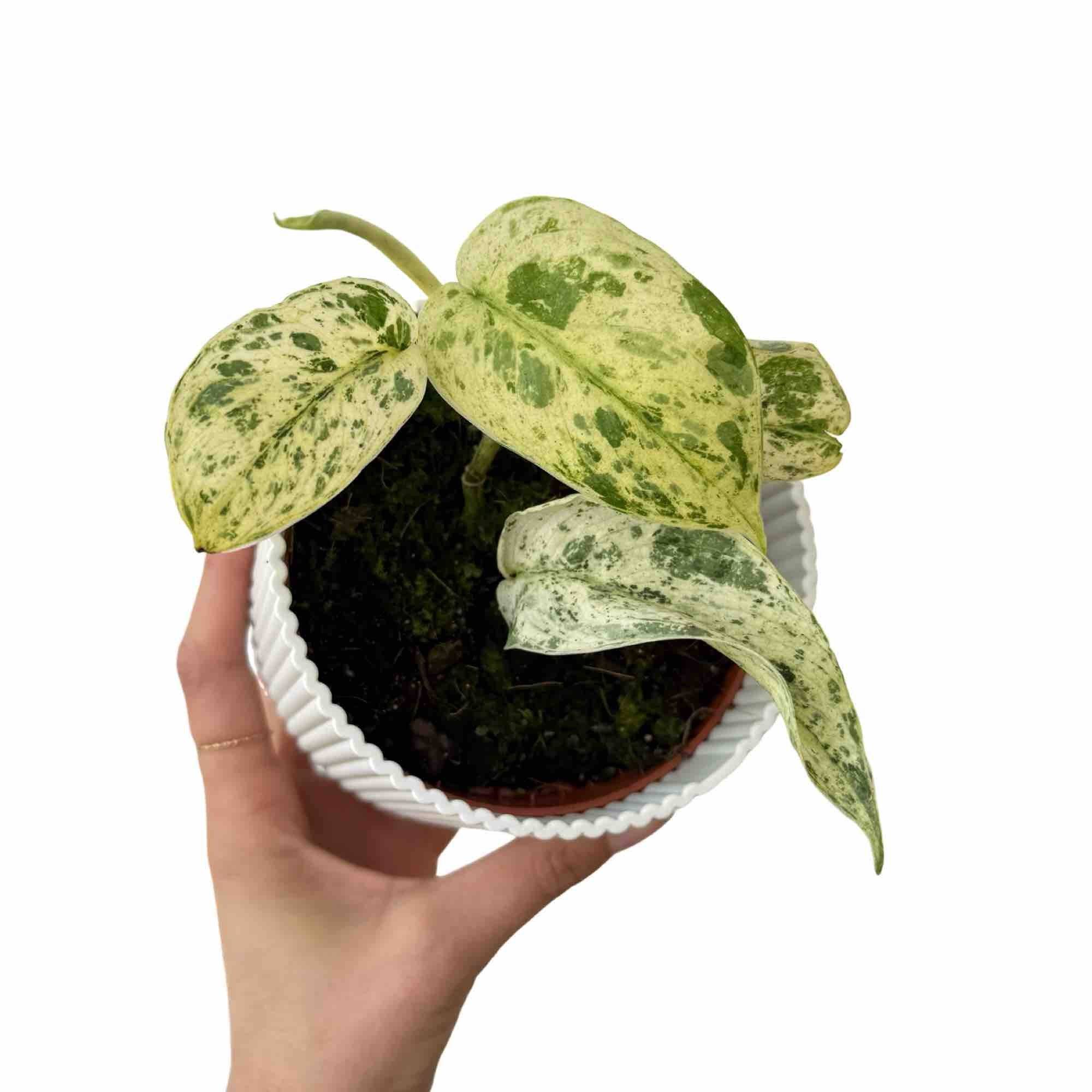 Scindapsus Jade Satin Marble Variegata - Pot de 10,5cm - Plantes d'intérieur