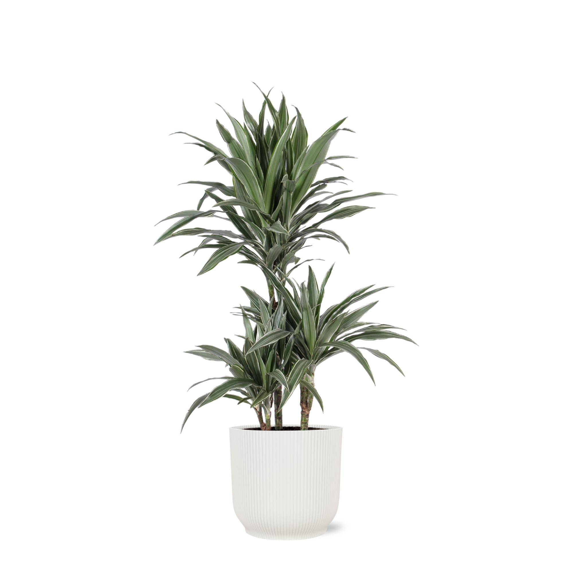 La Green Touch - Dracaena Warneckii et son pot- La Green Touch Relief Blanc - Hauteur 65cm