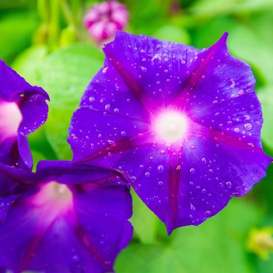 Graines d'Ipomée Grandpa Ott - Ipomoea purpurea le sachet de 90 graines environ (2,5g)