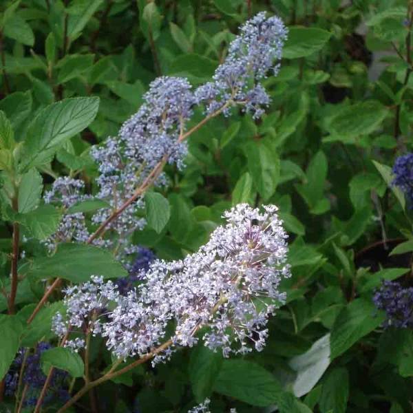 Promesse de Fleurs - Ceanothe Gloire de Versailles - Ceanothus delilianus Godet de 8/9 cm