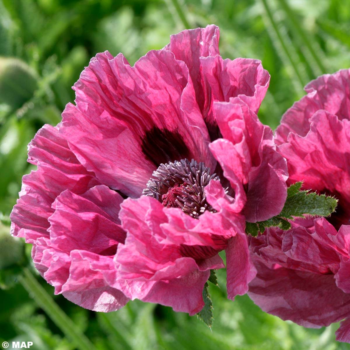 Promesse de Fleurs - Pavot d'Orient Manhattan - Papaver orientale Pot de 2L/3L