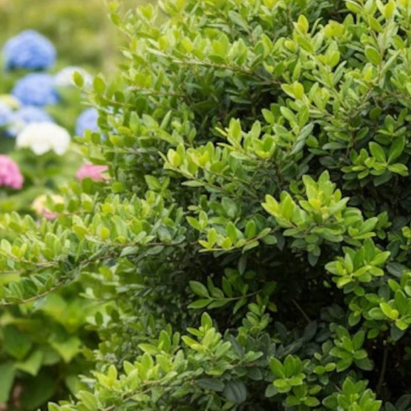 Buisson ardent Saphyr® Rouge 'Cadrou', Pyracantha à fleurs Blanche - feuillage Persistant - Pot de 3L - 60/80 cm- hauteur à maturité De 1,50 m à 2,00 - Image 4