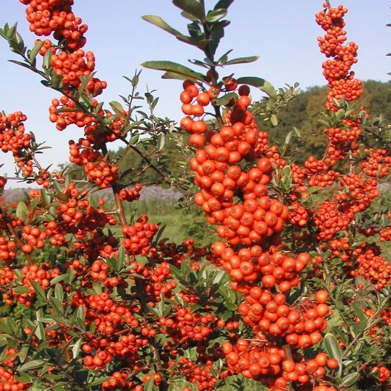 Buisson ardent Saphyr® Rouge 'Cadrou', Pyracantha à fleurs Blanche - feuillage Persistant - Pot de 3L - 60/80 cm- hauteur à maturité De 1,50 m à 2,00 - Image 2