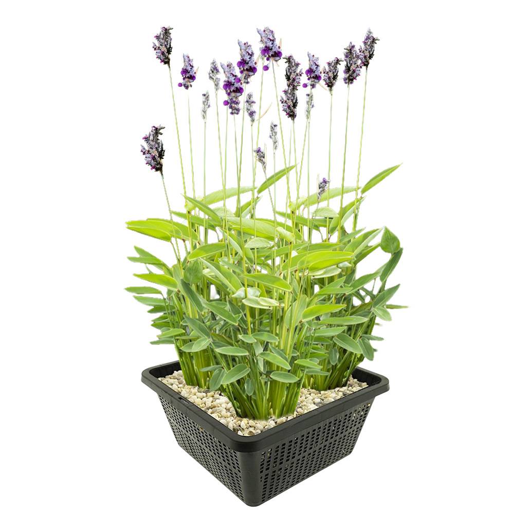 Thalia - Thalia dealbata - Lot de 4 avec panier - Image 1