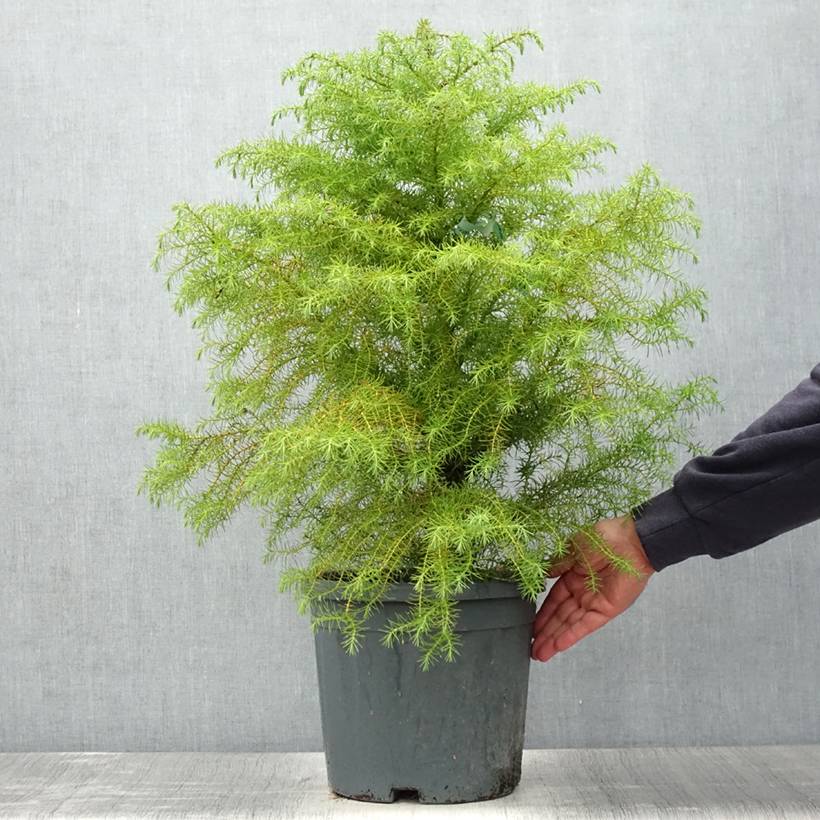 Cryptomeria japonica Elegans - Cèdre du Japon Pot de 7,5L/10L - Image 2
