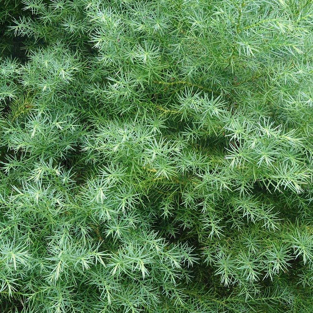Cryptomeria japonica Elegans - Cèdre du Japon Pot de 7,5L/10L - Image 1