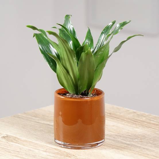 Promesse de Fleurs - Dracaena Janet Craig - Dragonnier Mini-plante