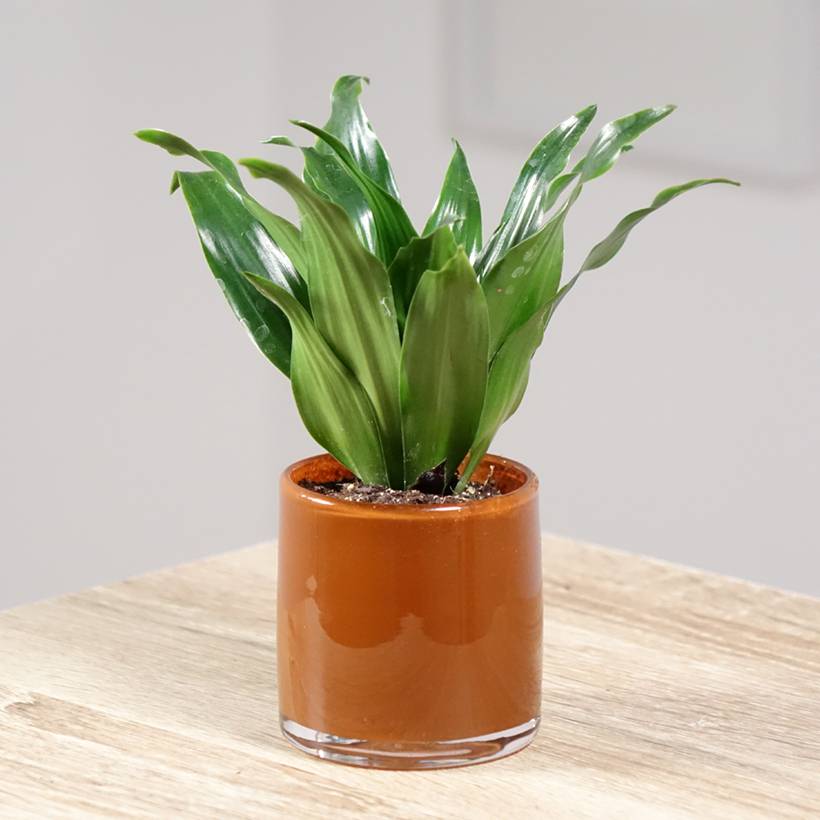 happy birthday plants Happy Birthday Plant Lady! 5x7 Plant Greeting card for those plant peo   Designed4unmind