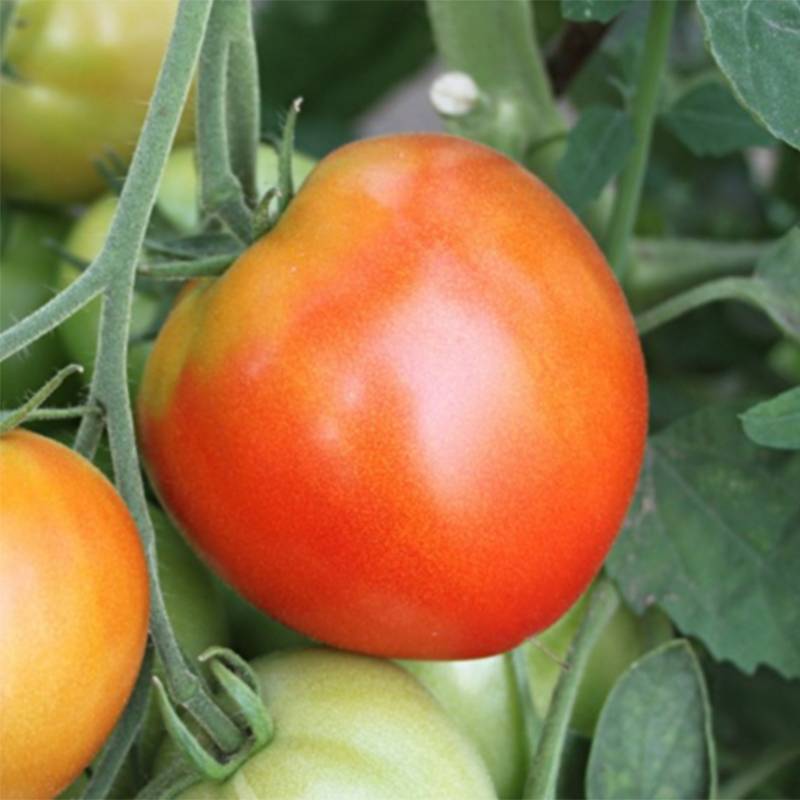 Tomate Pyros F1 en plants Mini-motte Ø 3/4 cm, Livré en hauteur de 5 à 10 cm (par 5)