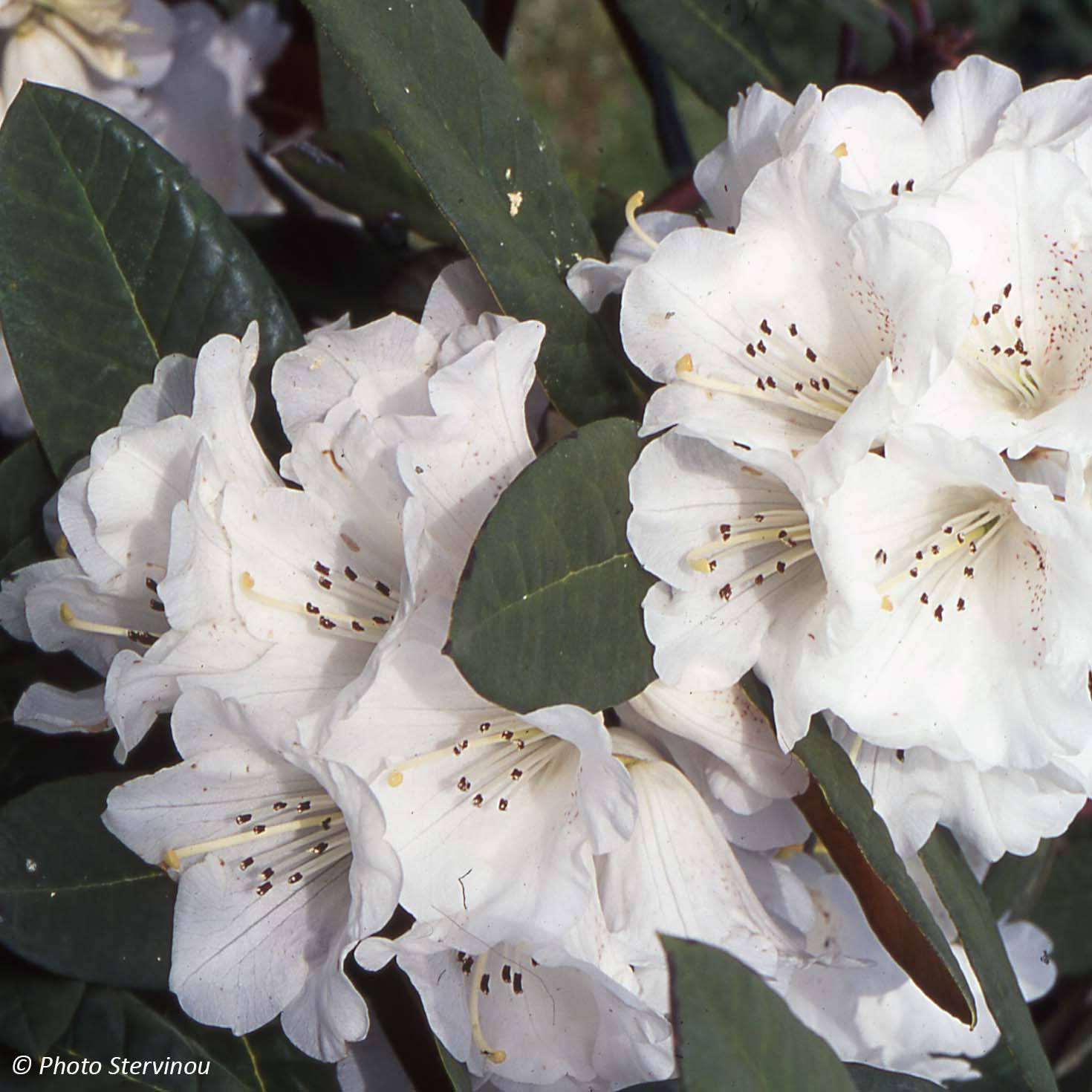 Rhododendron Sir Charles Lemon - Grand rhododendron. Pot de 4L/5L ...