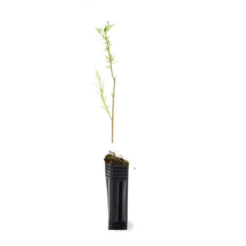 Saule des vanniers (Salix viminalis) - Godet - Taille 20/40cm - Pépinières Naudet - Imagen 2