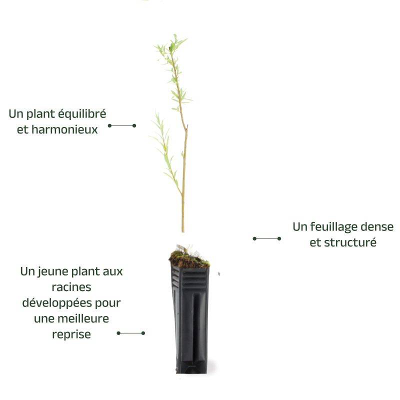 Saule des vanniers (Salix viminalis) - Godet - Taille 20/40cm - Pépinières Naudet - Imagen 3