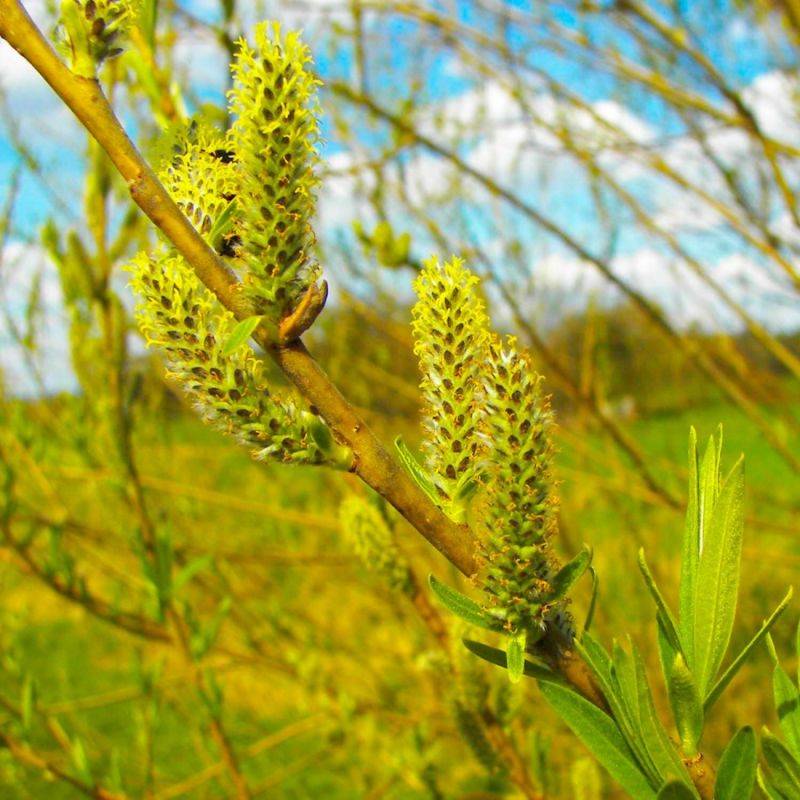 Saule des vanniers (Salix viminalis) - Godet - Taille 20/40cm - Pépinières Naudet - Imagen 1