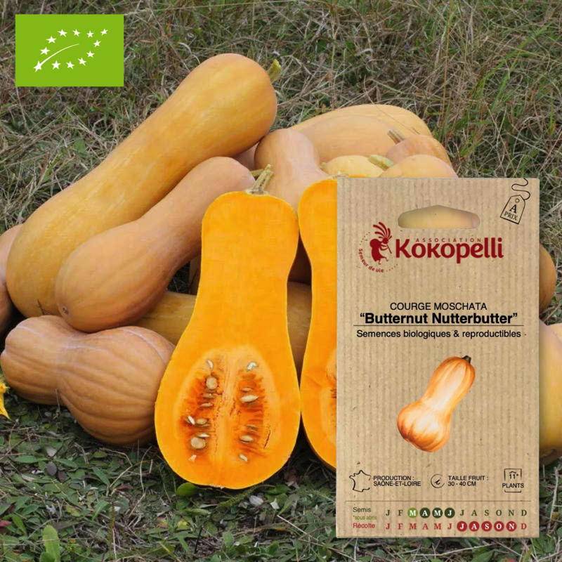 Courge Butternut Nutterbutter- Graines bio à semer - Imagen 1