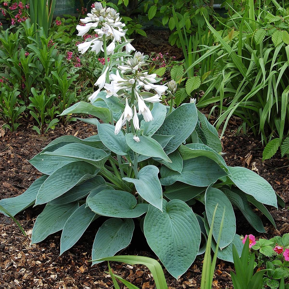 Hosta Big Mama Godet de 8/9 cm