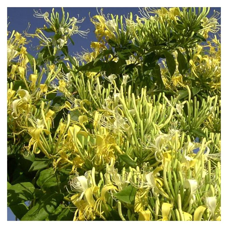Chèvrefeuille Delavayi à fleurs Blanche - feuillage Semi-Persistant - Godet - 5/10 cm-  hauteur à maturité De 5,00 m à 10,00 m - Imagen 4