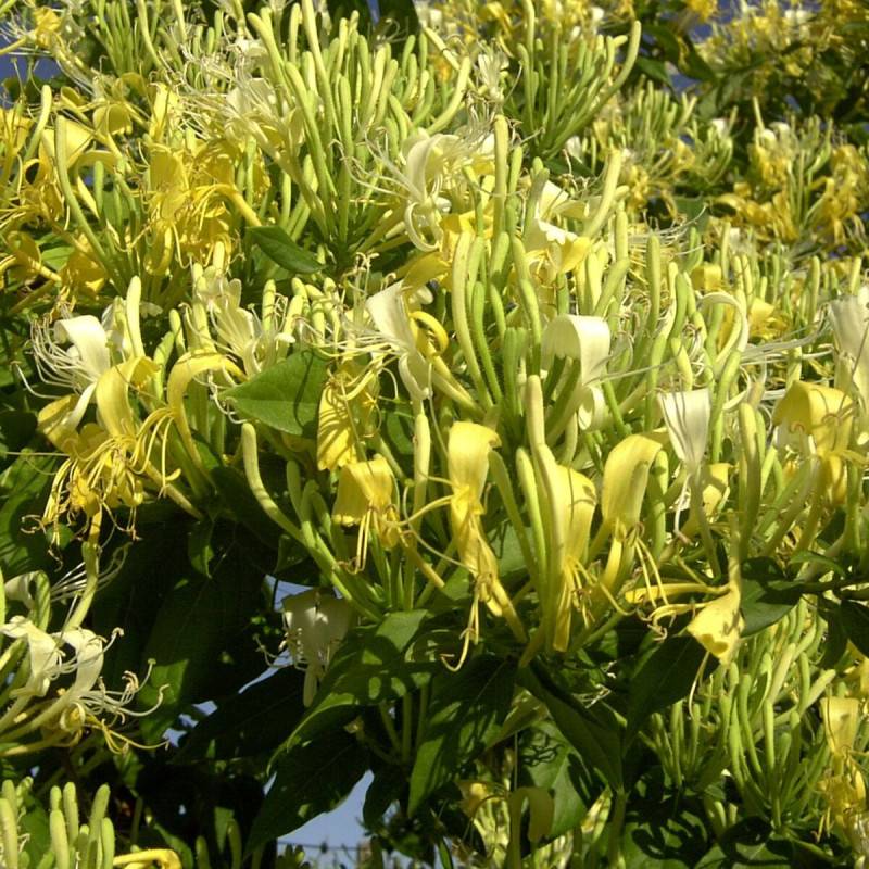 Chèvrefeuille Delavayi à fleurs Blanche - feuillage Semi-Persistant - Godet - 5/10 cm-  hauteur à maturité De 5,00 m à 10,00 m - Imagen 1