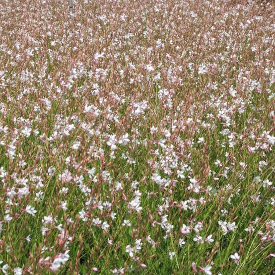Gaura lindheimeri à fleurs Rose/ - feuillage Caduc - Pot de 3L - 20/40 cm - Image 2