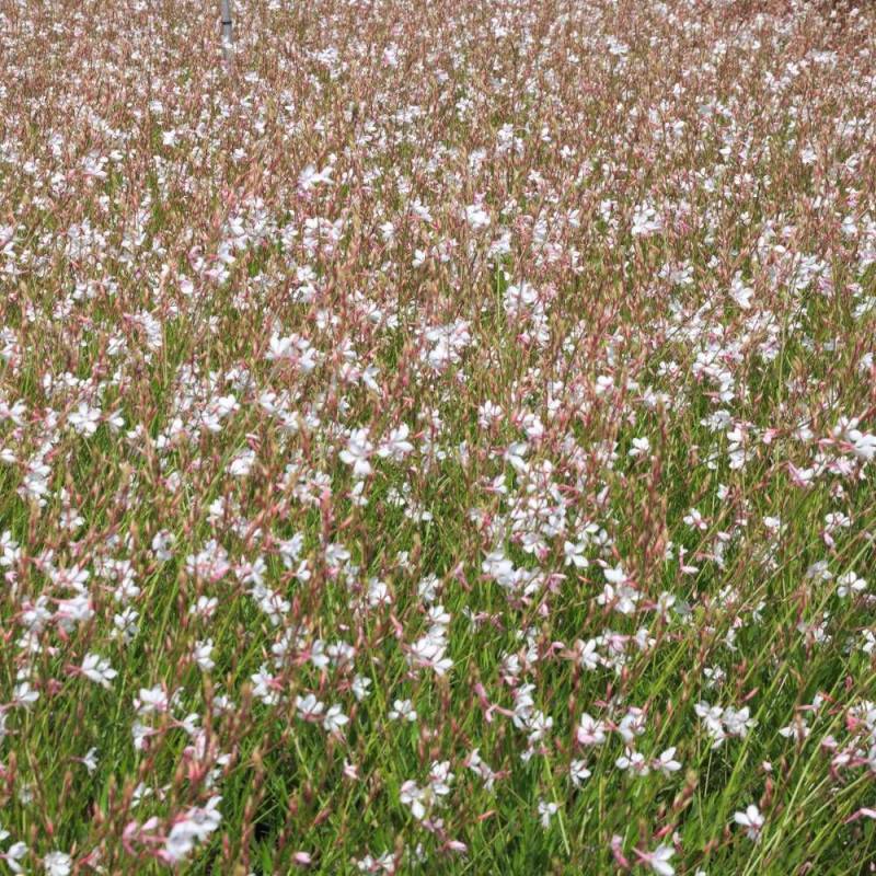 Gaura lindheimeri à fleurs Rose/ - feuillage Caduc - Pot de 3L - 20/40 cm - Image 2